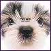 Artlist Collection the Dog: Shih Tzu 2005 Calendar