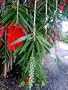Bottlebrush Tree Superior Dramatic Weeping Type Live Plant