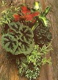 Foliage House Plants