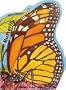 Metamorphoses: Butterfly