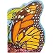 Metamorphoses: Butterfly