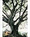Photographic Prints of ROG-12073 Ancient PIPAL tree from Ardea Wildlife Pets