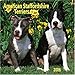 American Staffordshire Terriers 2006 Calendar