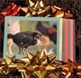My Chicken Diaries Baby Chicks Photo Note Cards