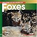 Books : Welcome to the World of Foxes (Welcome to the World Series)