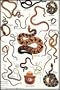 The Snakes' Tale
