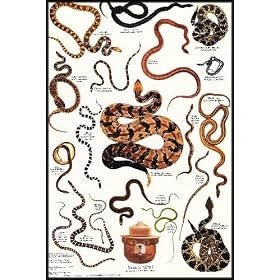 The Snakes' Tale