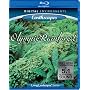 Living Landscapes: Earthscapes - Olympic Rainforest [Blu-ray]