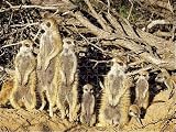 Jigsaw of CH-4040 Suricate / Meerkat - part of troup sunbathing from Ardea