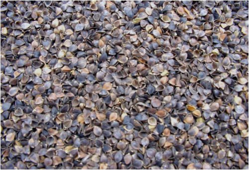 Kitchen: Buckwheat Fill