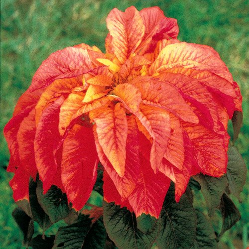 100 ILLUMINATION AMARANTHUS Tricolor (Summer Poinsettia / Vegetable Amaranth) Flower Seeds *Comb S/H 100 ILLUMINATION AMARANTHUS Tricolor (Summer Poinsettia / Vegetable Amaranth) Flower Seeds *Comb S/H