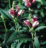 Amazon / Hirts: Seed; Perennial: Rose Turtle Head 10 Seeds - Chelone - Shade Perennial