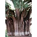 Tropica - Montezuma Zypresse (Taxodium mucronatum ) - 60 Samen