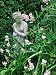 Statue (Woman), Lathyrus Latifolius in Cottage Garden, Surrey Photographic Poster Pri...