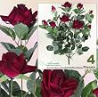 FOUR Bundles of 22" Velvet Rose Bushes _ Beauty