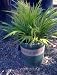Japanese Forest Grass One Gallon by Monrovia Growers