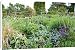 Canvas Prints of Mixed flowerbeds in the Summer from Science Photo Library