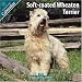 terrier48  - Softcoat Wheaten Terrier 2010 Wall Calendar 1007410
