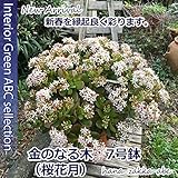 【限定】金のなる木(桜花月) 7号鉢・受皿付*花芽付* 【送料無料】【金運祈願】