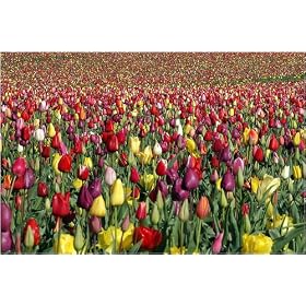 MIXED LOT OF 65 COLORFUL TULIP FLOWER BULBS, 13 SPECIES