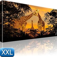 Giraffen Bild Afrika Natur Tiere Wandbild Bilder 100x55 XXL Bilder / Wandbilder / Kunstdruck / Leinwandbild / Pictures on Canvas Besser als Poster !