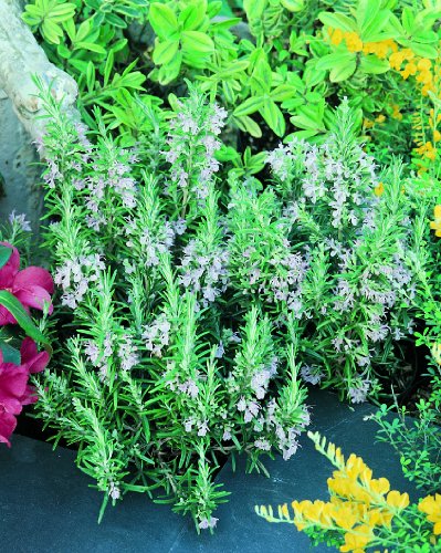 Herb Plants, Mentha Rosemary Officinalis Plants - 6 Plug Plants
