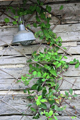 Cabin Canvas Vine Artist Phelps Printcanvas Linda