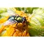 Tamron - Objectif AF 70-200mm/2,8 Di LD IF Macro C&hellip de Tamron