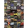粘菌―驚くべき生命力の謎