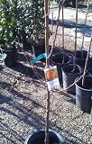 Long Beach Peach Tree Five Gallon