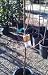 Long Beach Peach Tree Five Gallon