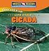 The Life Cycle of a Cicada (Things With Wings)