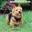 Norwich/Norfolk Terrier 2007 Wall Calendar