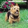 Norwich/Norfolk Terrier 2007 Wall Calendar