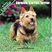 Norwich/Norfolk Terrier 2007 Wall Calendar