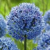 国華園　秋植え球根　アリウム　コエルレウム(別名:アズレウム)　20球