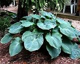 Blue Angel Hosta - Potted - Lavender Blue Flowers