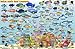 Belize Atolls Dive Map & Reef Creatures Waterproof Fish Card