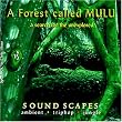 A Forest Called Mulu