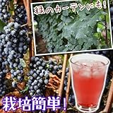 国華園　果樹苗　山ブドウ　ヤマソービニヨン　2株