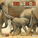 Elephant Families 2010 Wall Calendar