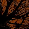 Twilight Trees Right - Rust (24 x 24")