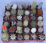 36 Cactus Misc 2inch Potted Cactus Collection