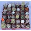 36 Cactus Misc 2inch Potted Cactus Collection