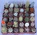 36 Cactus Misc 2inch Potted Cactus Collection