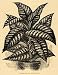 1896 Print Strobilanthes Dyerianus Flowers Acanthaceae - Original Halftone Print