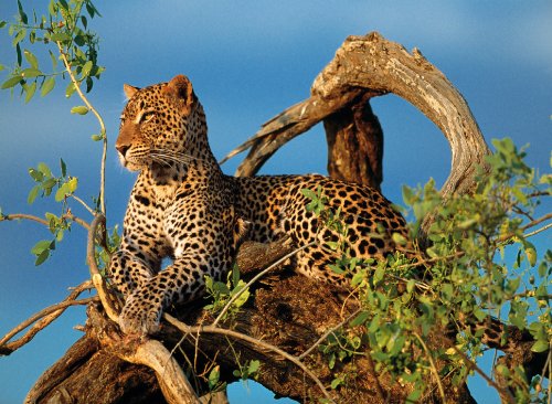 Clementoni 39019.9 - Puzzle Jaguar 1000 teilig