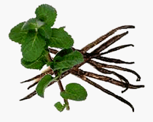 vanilla mint latte mix