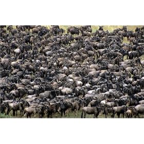 photographie A Wildebeest (Connochaetes taurinus) herd close together, watching nearby lions. est...