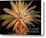 Your Majesty Canvas Print / Canvas Art - Artist Karen Wiles